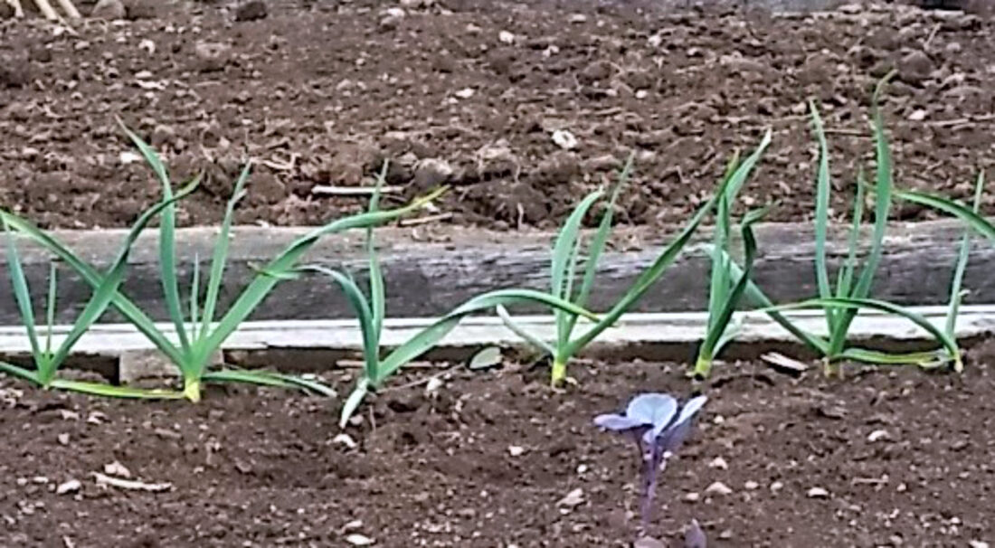 Growing Tips It’s almost time to plant garlic News, Sports, Jobs